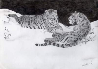 Animal Sketches Animal Sketches