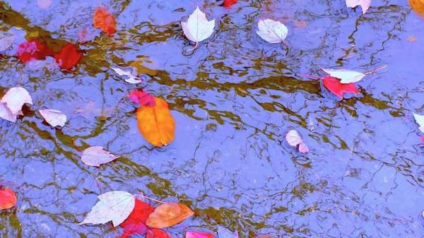 Autumn Leaves - Color Photographs