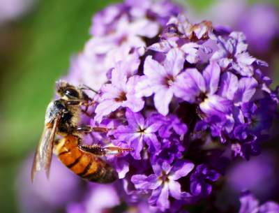 Beautiful bees on flower Beautiful bees on flower