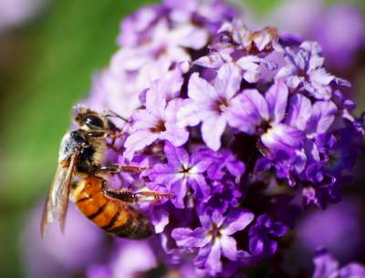 Beautiful bees on flower