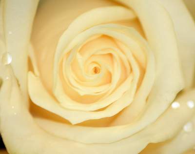Beautiful Cream Rose
