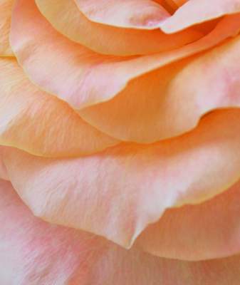 Beautiful Peach Rose