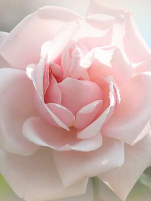 Beautiful Soft Pink Rose