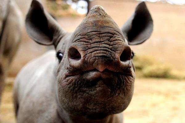 Best Baby Rhino Image