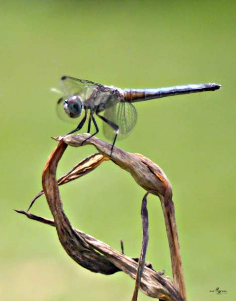 Best Dragonfly Photo