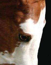 Best Eye Expression of a Horse