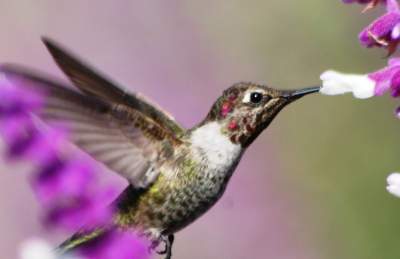 Best hummingbird photo or another media from you
