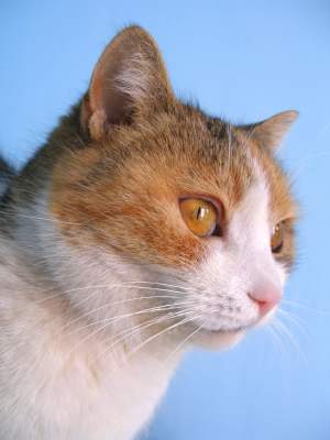 BEST-OF CAT IMAGES Round 2 BEST-OF CAT IMAGES Round 2