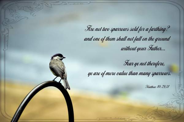 Bird Images and Scripture