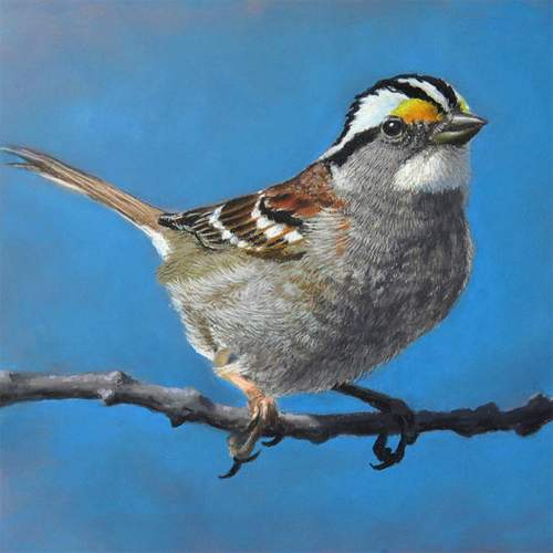 Birds of Midwest America Artists