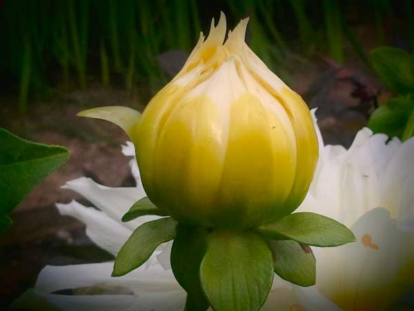 Budding Dahlia Flowers - Color Photographs