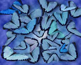 Butterfly Dreams Butterfly Dreams