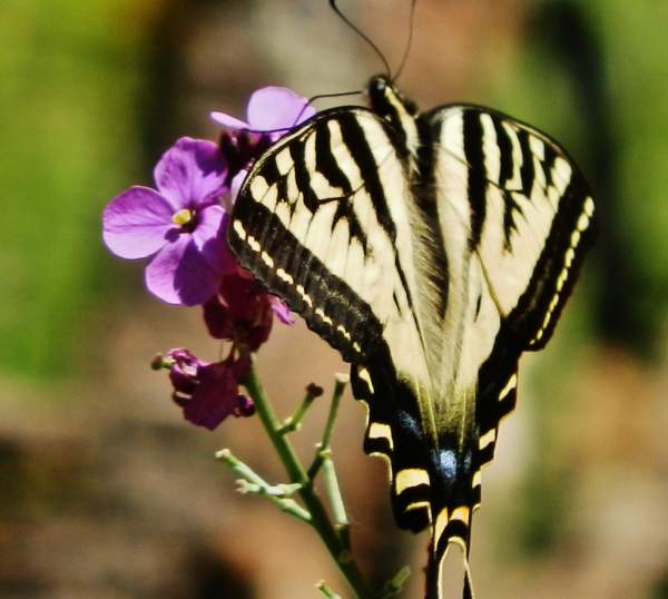 BUTTERFLY Photography
