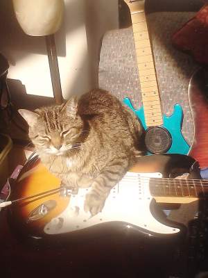Cats That Rock
