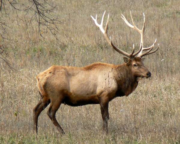 Colorado Elk