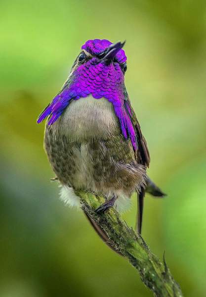 Costa Hummingbird only