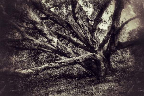 Creepy Old Trees