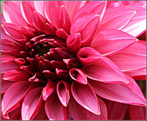 Dahlias Beautiful Dahlias Dahlias Beautiful Dahlias