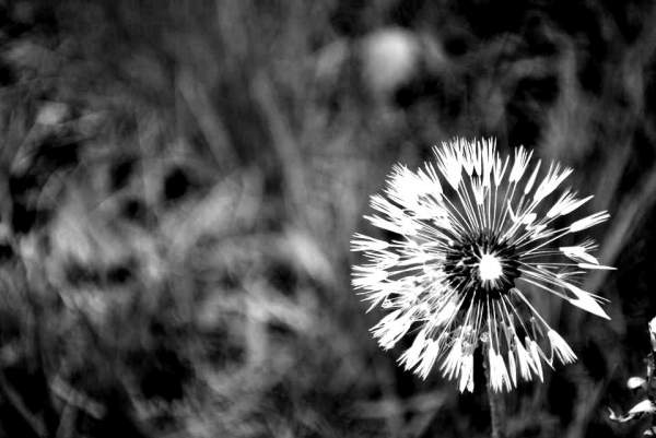 Dandelions - Photography Only