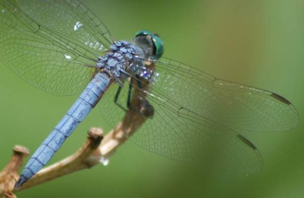 Dragonfly and Damselfly