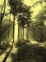 Eerie Woods