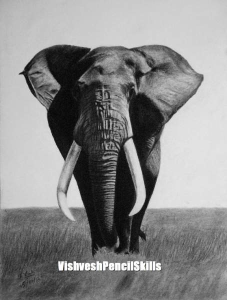 Elephants and Rhinos drawing