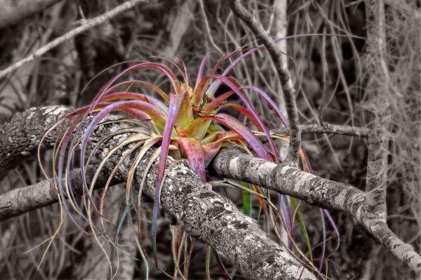 Everglades Photography