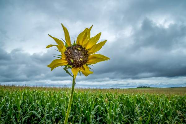 Farewell Summer Sunflower Contest for Thoughts of Flowers