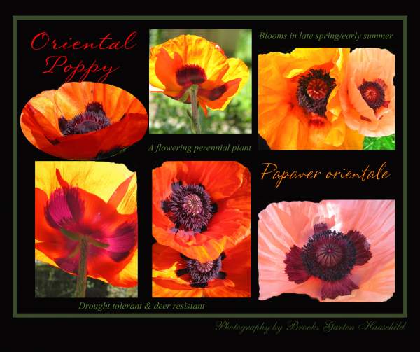 Floral Collages - color photography only