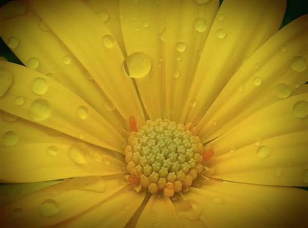 Flowers After The Rain - Macro Color Photographs