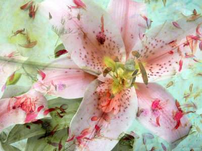FLOWERS  digital manipulated photographs