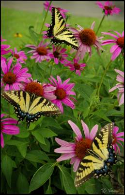 Flowers With Butterflies