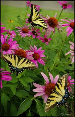 Flowers With Butterflies Flowers With Butterflies