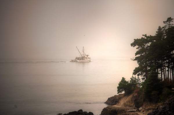 Foggy Foggy