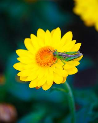 For The Love Of A Bug For The Love Of A Bug