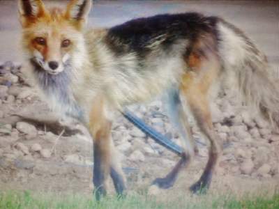 Fox Contest Fox Contest