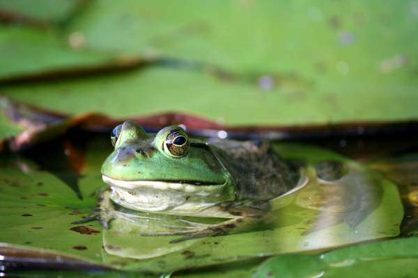 Frog and Toad Macro Photography Contest  