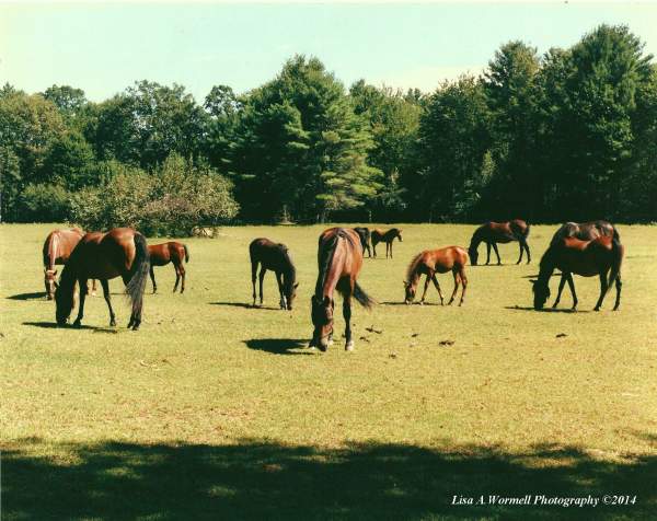 Grazing Horses Grazing Horses