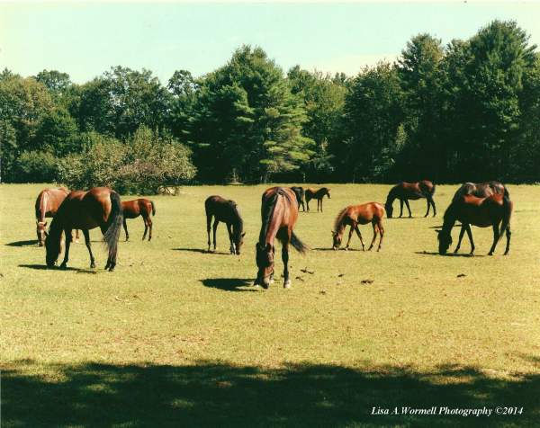 Grazing Horses