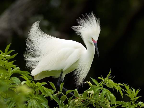 Great image at Snowy Egret