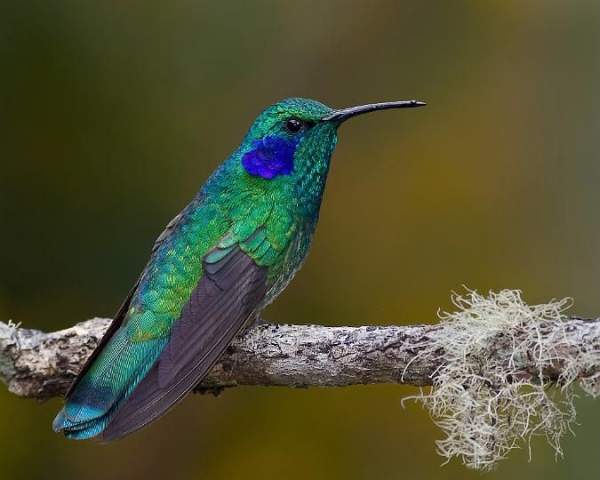 Green VioletEar hummingbird