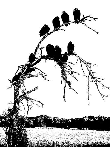 Halloween Birds Halloween Birds