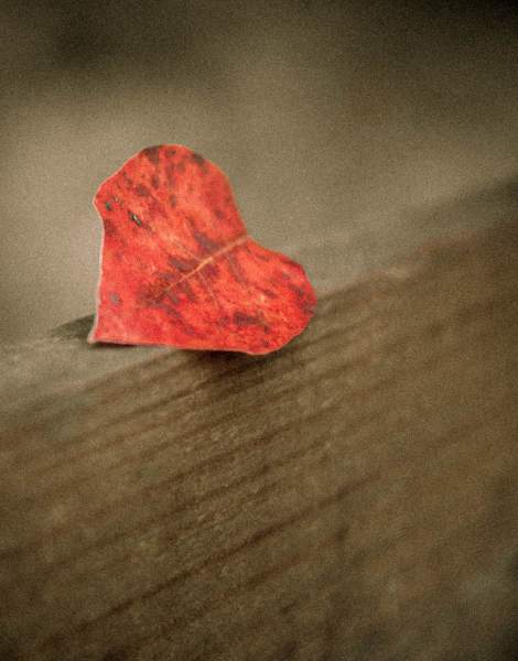 Heart Shaped Leaves