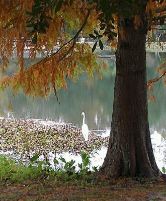 Herons