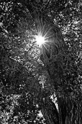 Hope Hope