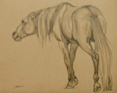 Horse Paintings And Drawings - Facing Left