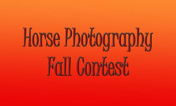Horse Photography Fall Contest