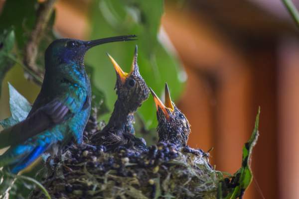 Hummingbird family nest or young humminbirds