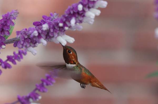 Hummingbird with colorful flower