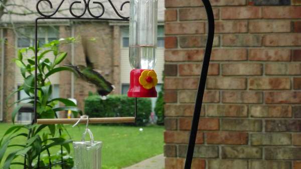 Hummingbirds in Flight